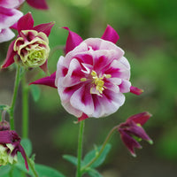 Akelei Winky Red White - Aquilegia winky double red-white  ( winky series ) - Bakker