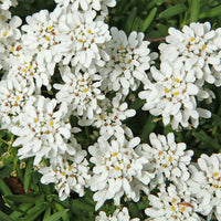 Scheefbloem 'Weisser Zwerg' - Iberis sempervirens 'weisser zwerg' - Bakker