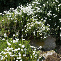 Iberis sempervirens 'weisser zwerg' - Scheefbloem 'Weisser Zwerg' - Scheefbloem