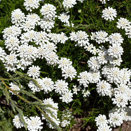 Scheefbloem 'Weisser Zwerg' - Bakker