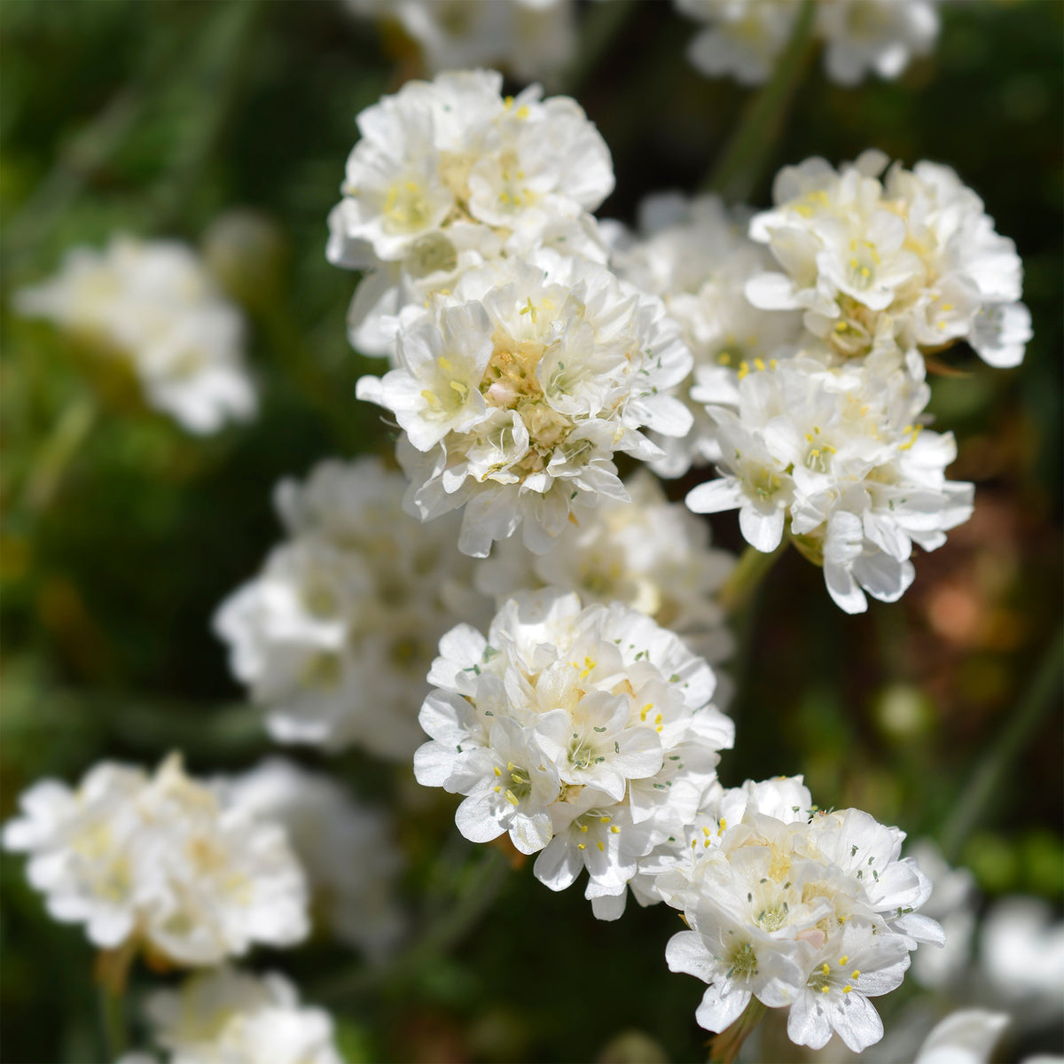 Armeria maritima alba - Engels gras 'Alba' - Spaans gras