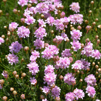 Spaans gras - Engels gras Rosea - Armeria maritima Rosea Compacta