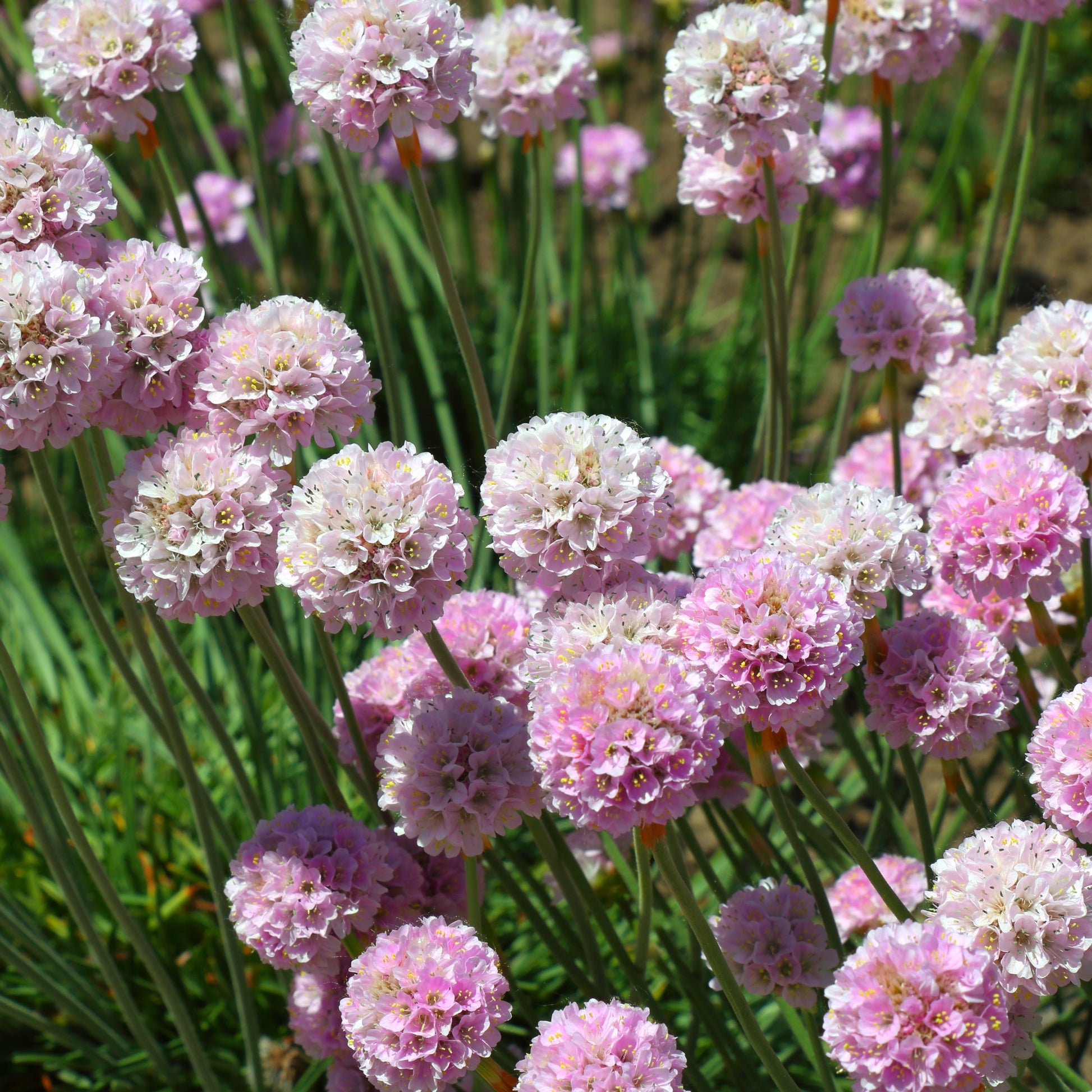 Verkoop Engels gras Rosea - Armeria maritima Rosea Compacta