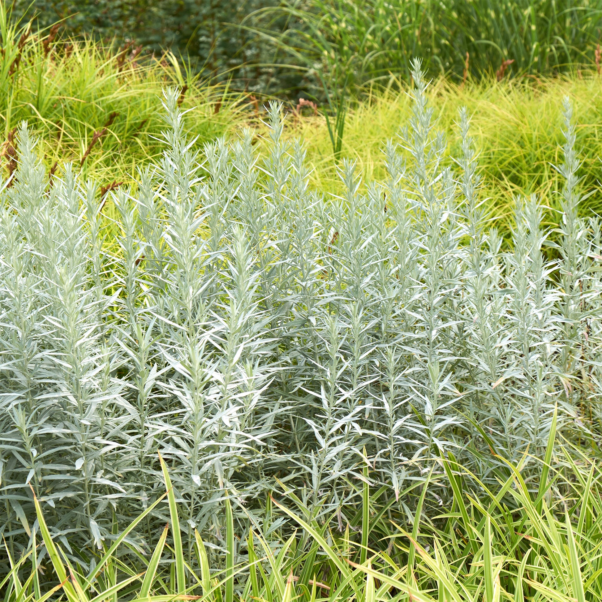 Artemisia ludoviciana silver queen - Westerse bijvoet - Alsem