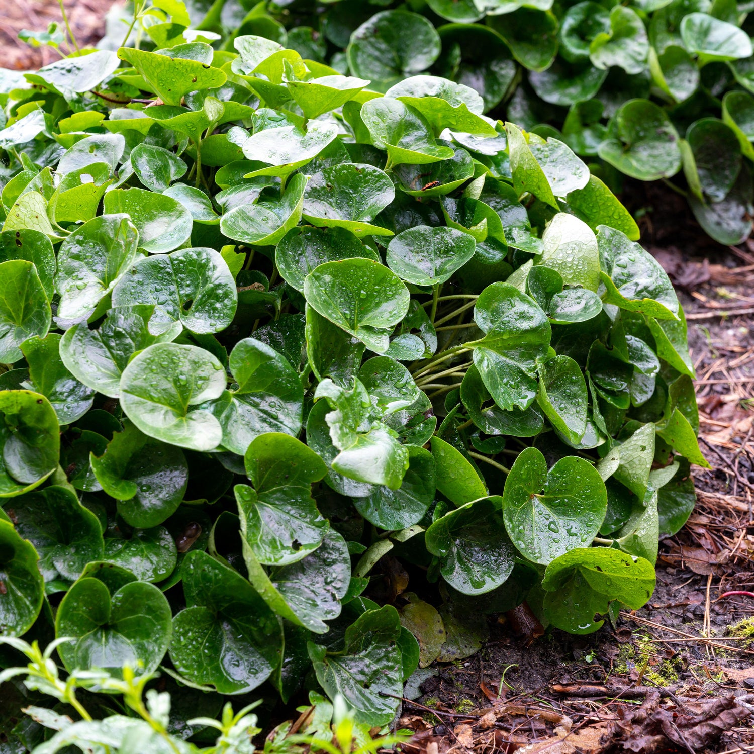 Asarum - Mansoor