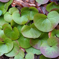 Vaste planten - Mansoor - Asarum europaeum