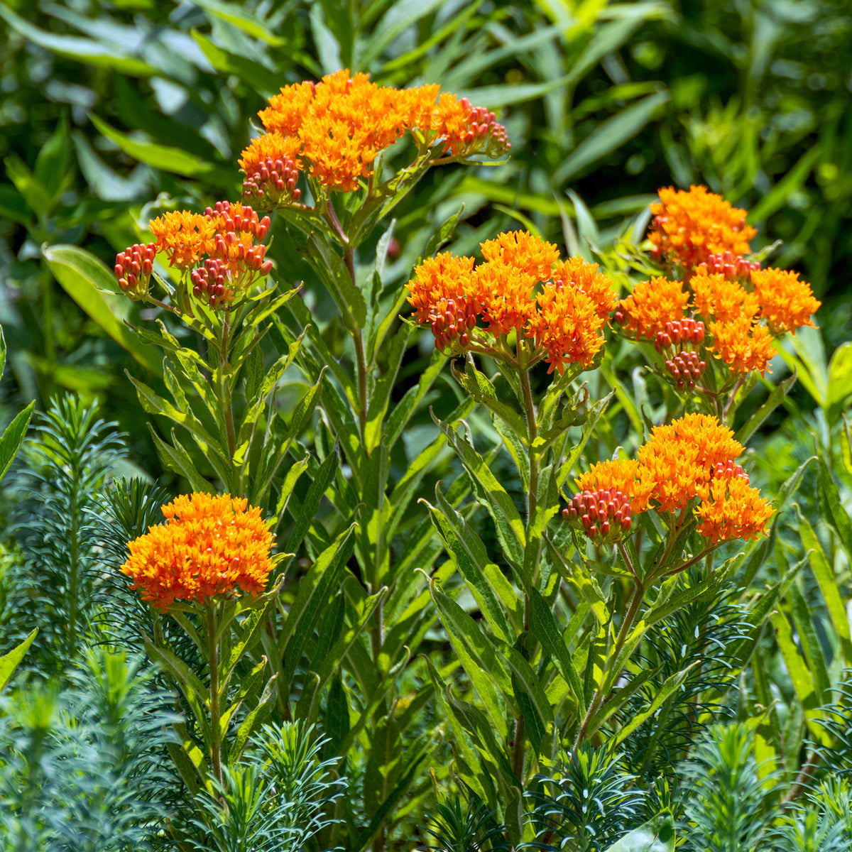 Zijdeplant