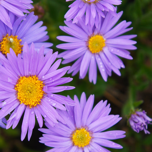 Aster Dunkle Schöne (x3)