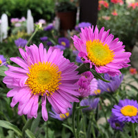 Aster Happy End - Bakker