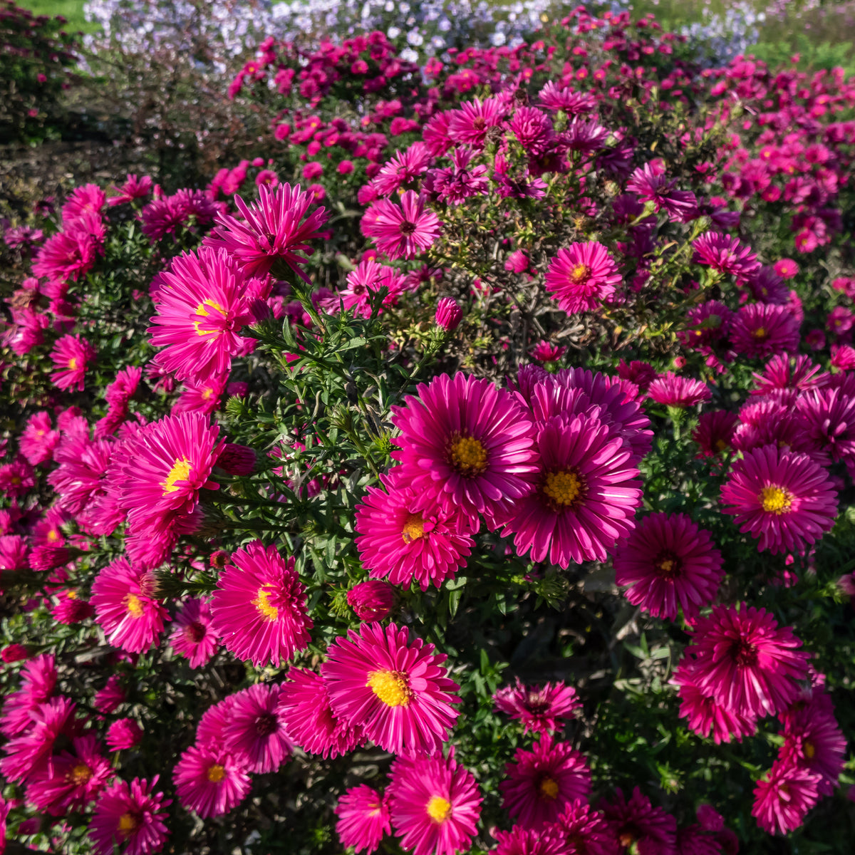 Aster - Herfstaster 'Jenny' - Aster dumosus jenny