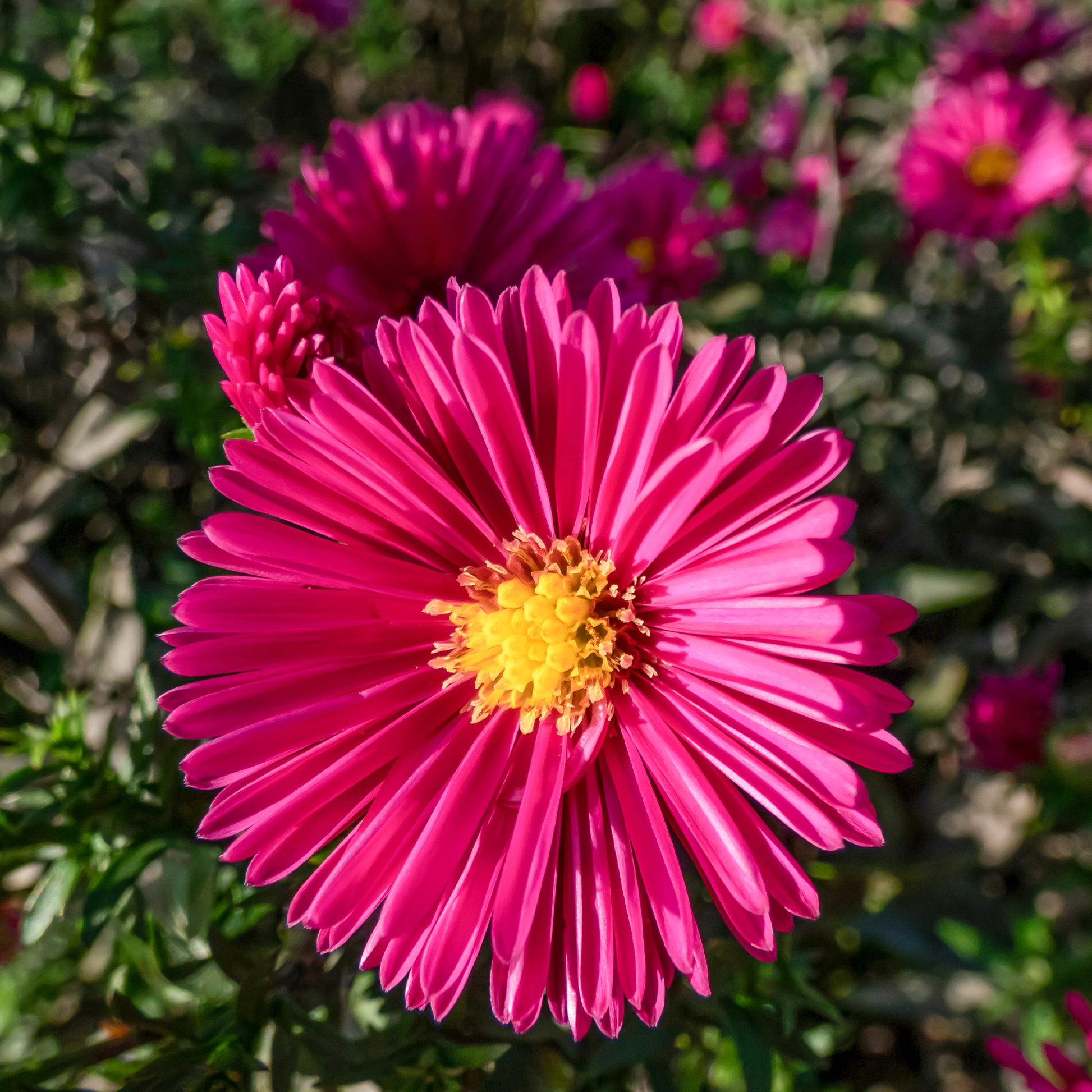 Herfstaster 'Jenny' - Aster dumosus jenny - Bakker