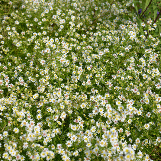 Aster Snowflurry (x3)