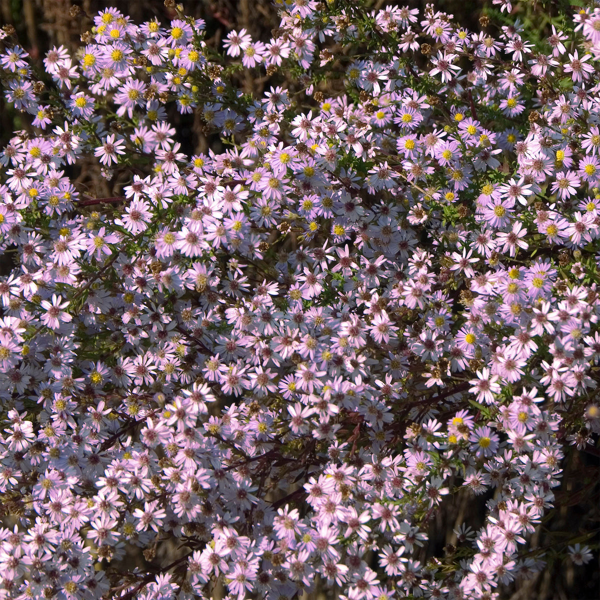 Aster Pink Star - Bakker