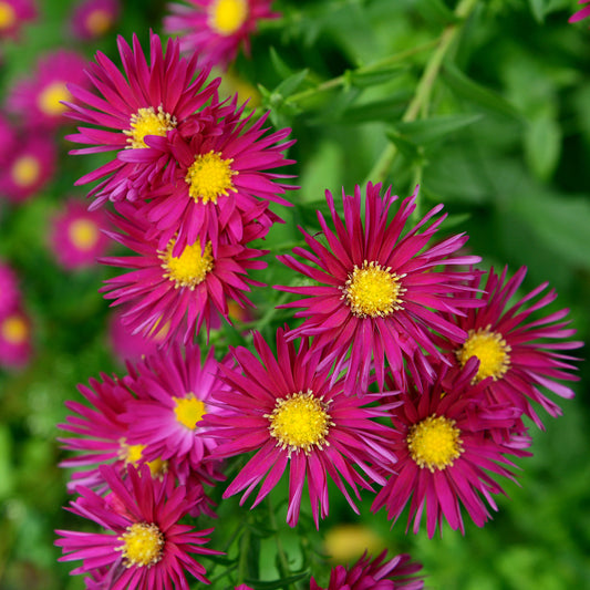 Aster Crimson Brocade - Bakker