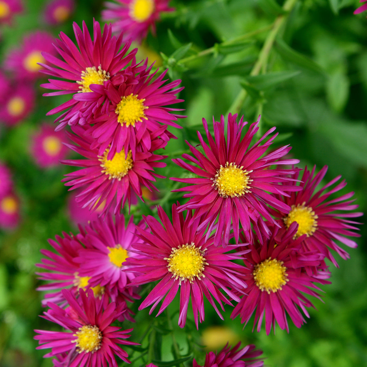 Aster  Crimson Brocade - Bakker