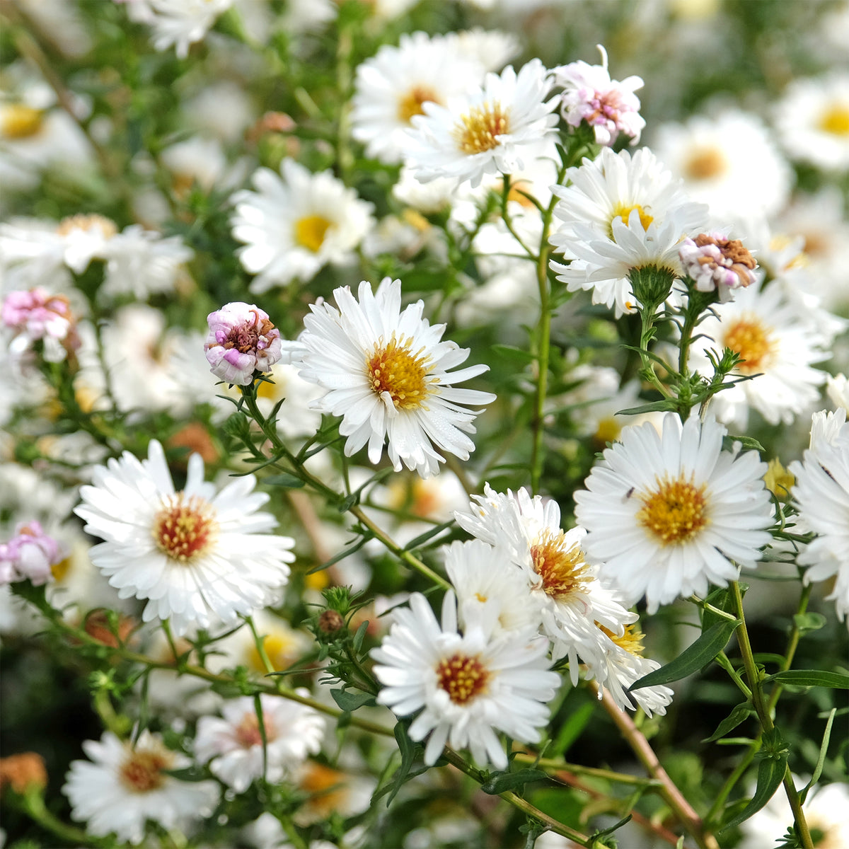 Herfstaster 'White Ladies' - Bakker