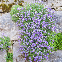 Randjesbloem / Blauwkussen Cascade Blue - Aubrieta Cascade Blue - Bakker