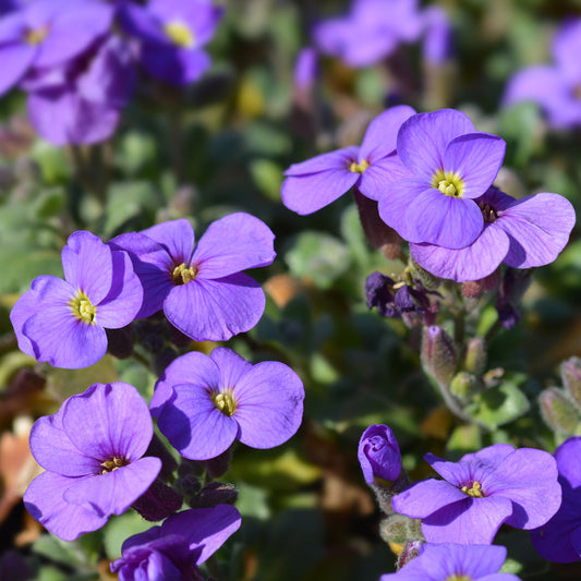 Randjesbloem / Blauwkussen Cascade Purple (x3)