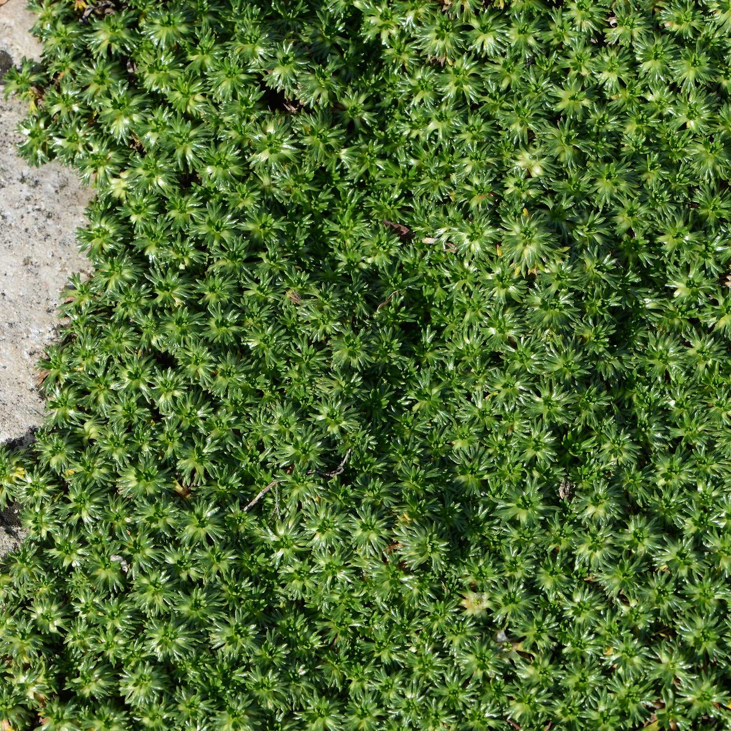 Azorella