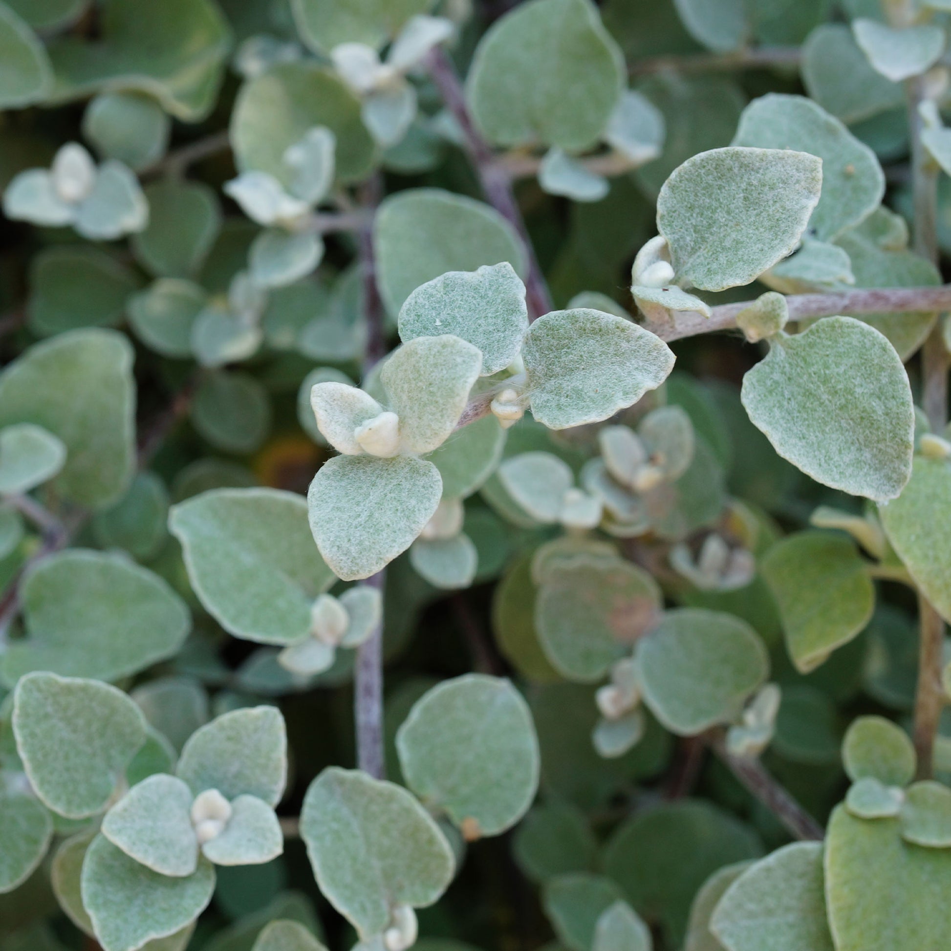 Valse vuurwerkplant - Vaste planten - Bakker