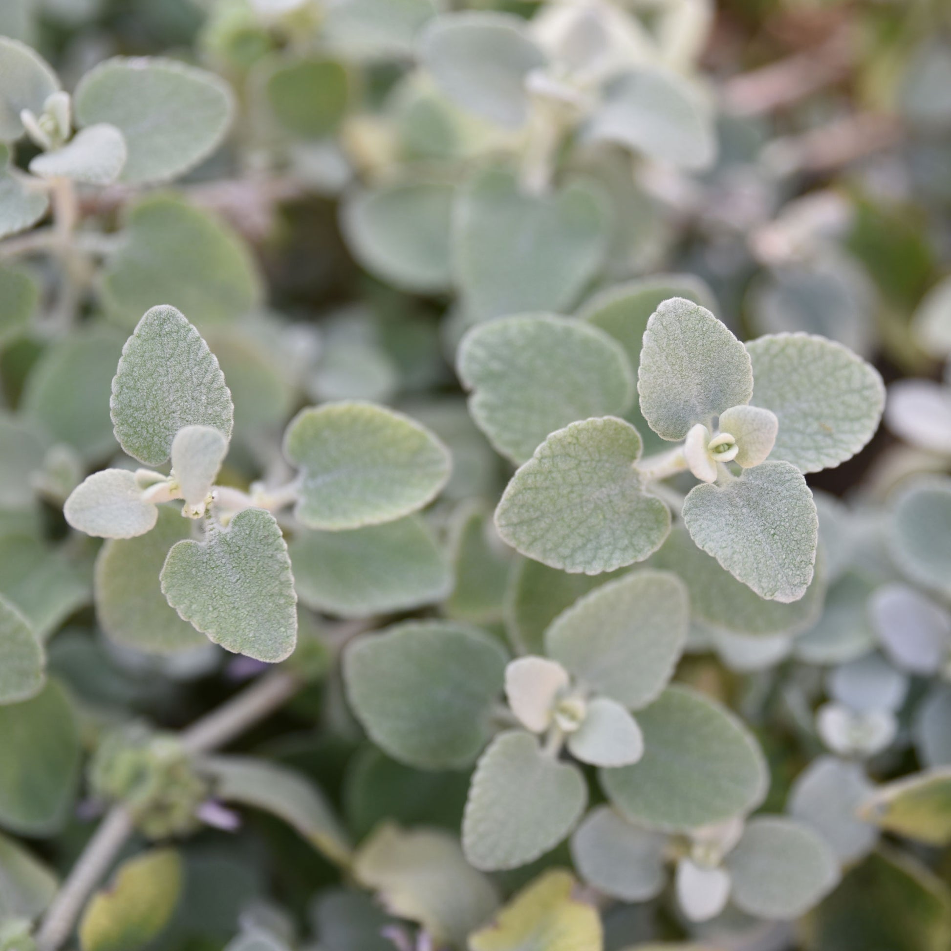 Ballota pseudodictamnus - Valse vuurwerkplant - Vaste planten