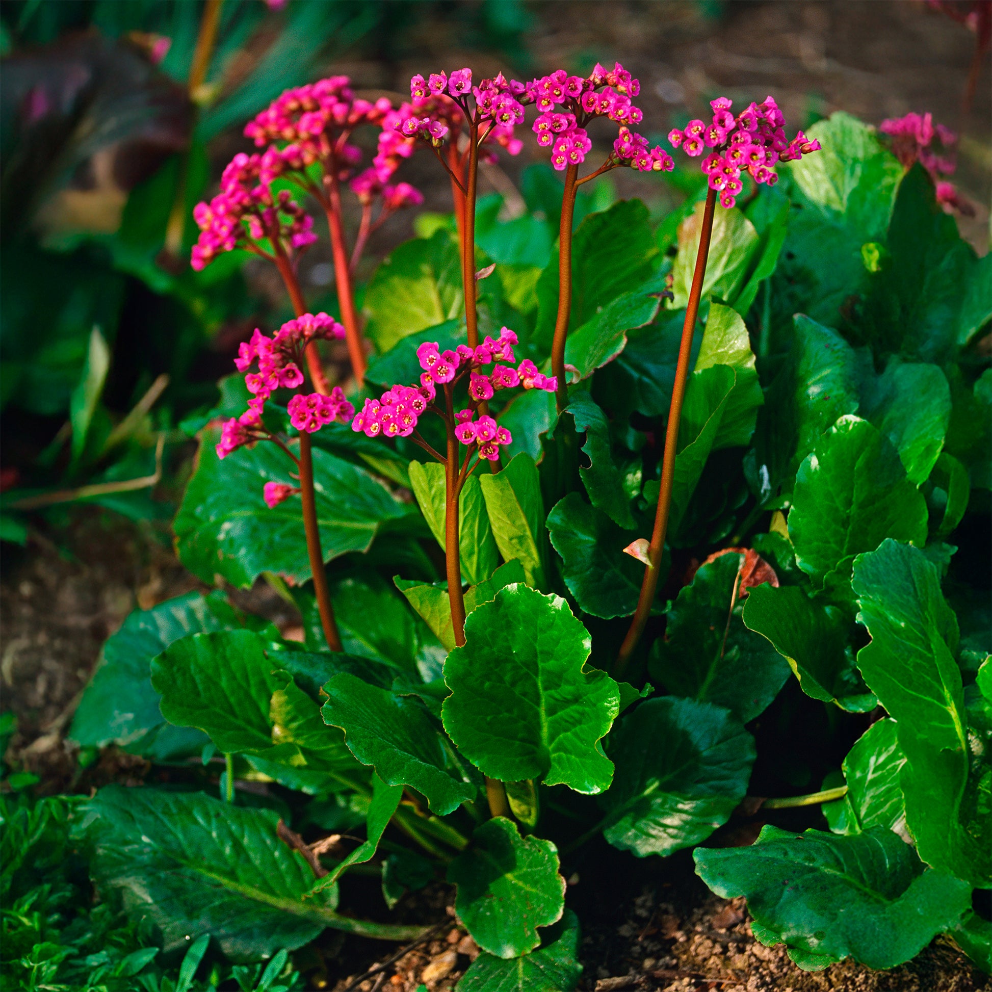 Schoenlappersplant Morgenrote - Bakker