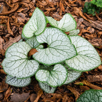 Brunnera macrophylla silver heart - Kaukasisch vergeet-mij-nietje Zilverhart - Myosotis