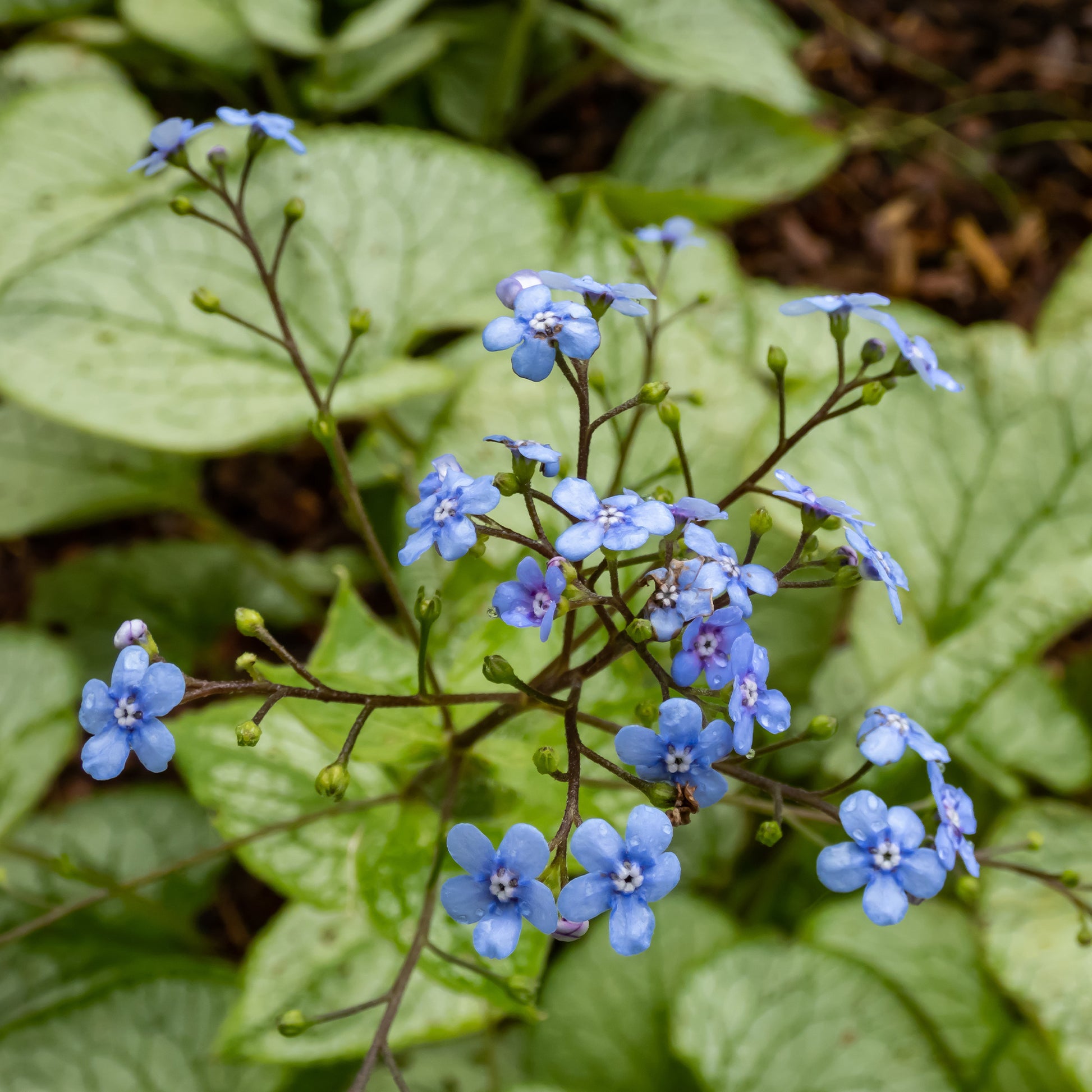 Kaukasisch vergeet-mij-nietje Zilverhart - Brunnera macrophylla silver heart - Bakker