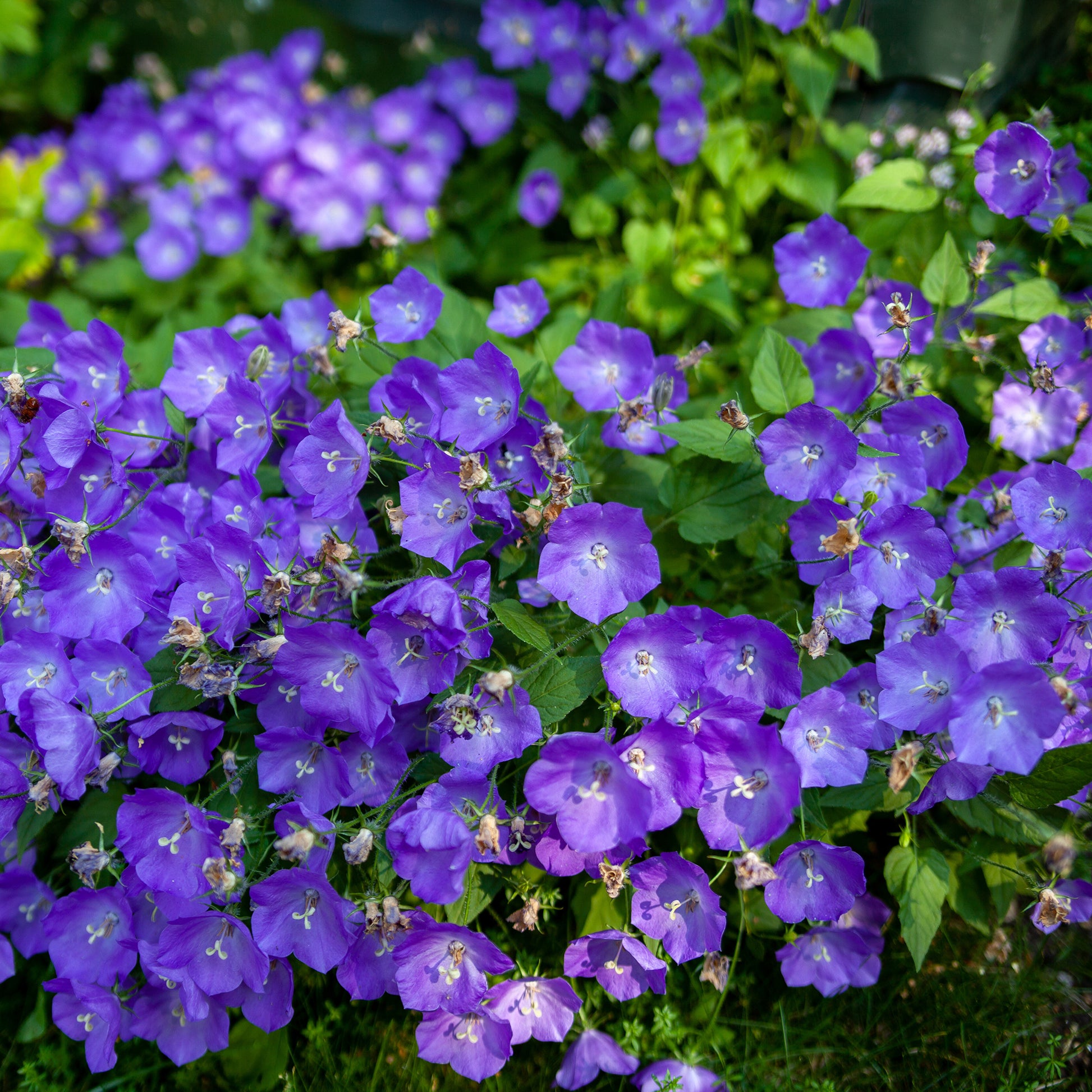 Klokjesbloem - Klokjesbloem Blaue Clips - Campanula carpatica Blaue Clips
