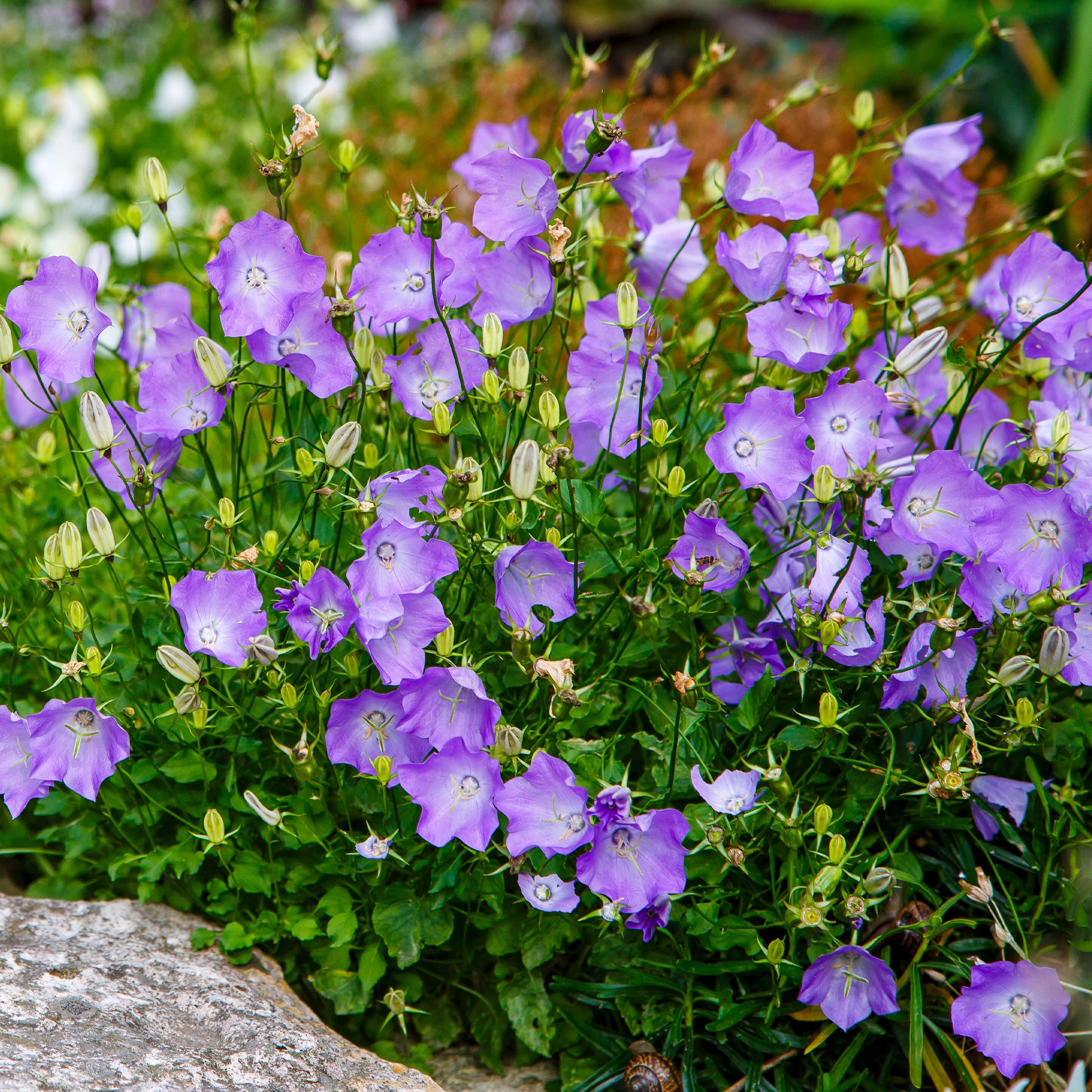 Campanula carpatica Blaue Clips - Klokjesbloem Blaue Clips - Klokjesbloem