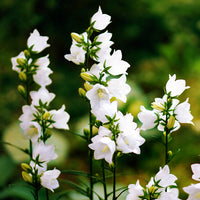Klokjesbloem Weisse Clips - Campanula carpatica Weisse Clips - Bakker