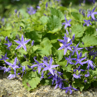 Klokjesbloem - Campanula garganica - Bakker