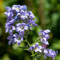 Klokjesbloem Prichards Variety - Campanula lactiflora Prichard's Variety - Bakker