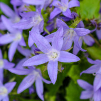 Kruipklokje Stella - Campanula poscharskyana Stella - Bakker