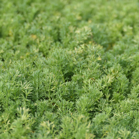 Loopkamille Treneague - Bakker