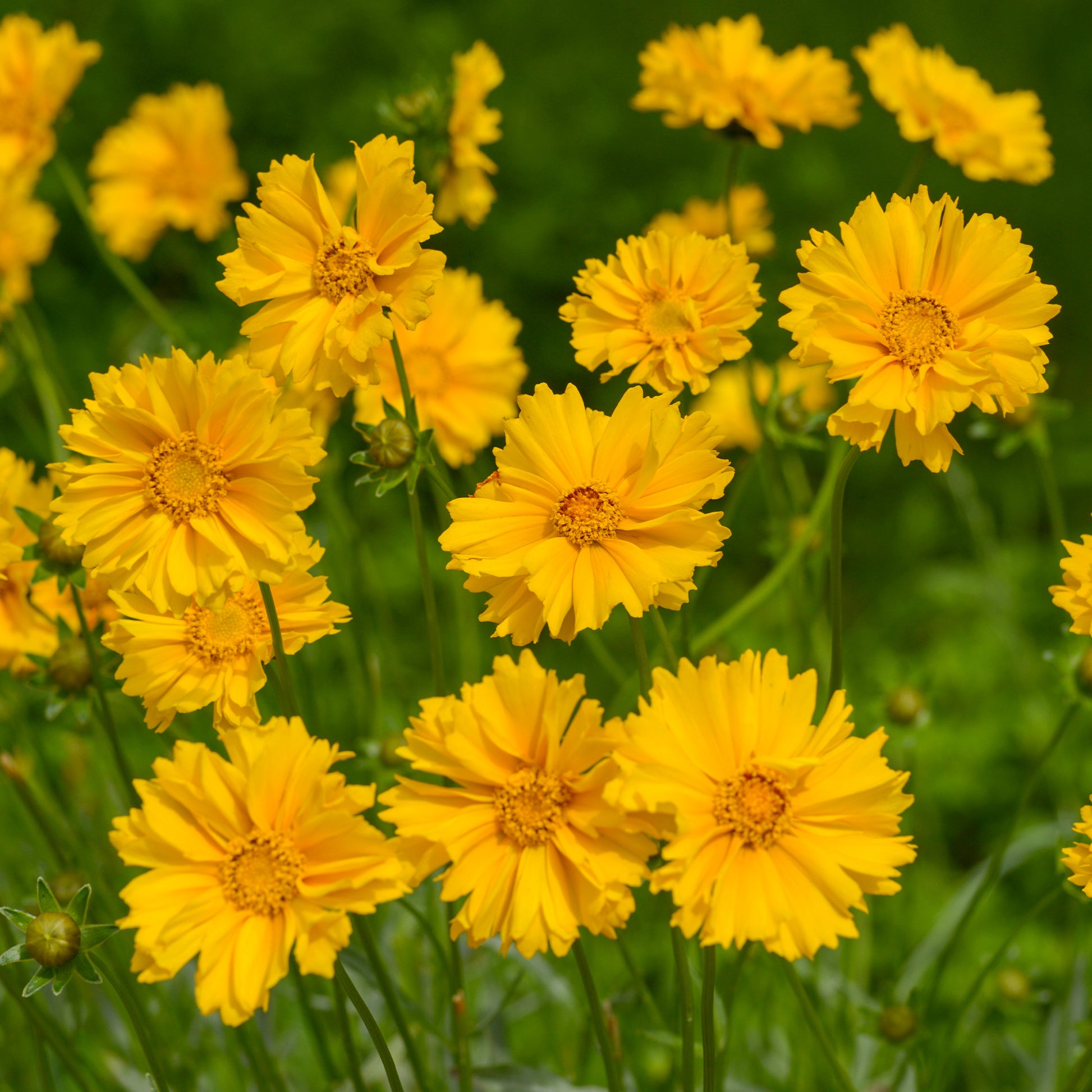 Meisjesogen Sunray - Coreopsis grandiflora Sunray - Bakker