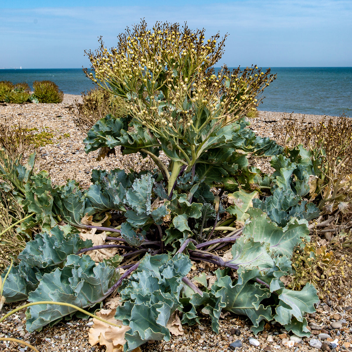 Zeekool - Crambe maritima - Bakker