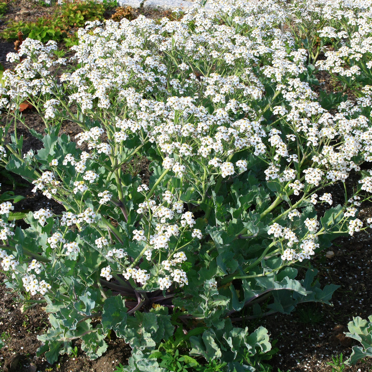 Crambe maritima - Zeekool - Vaste planten