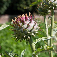 Sierartisjok - Cynara cardunculus - Bakker