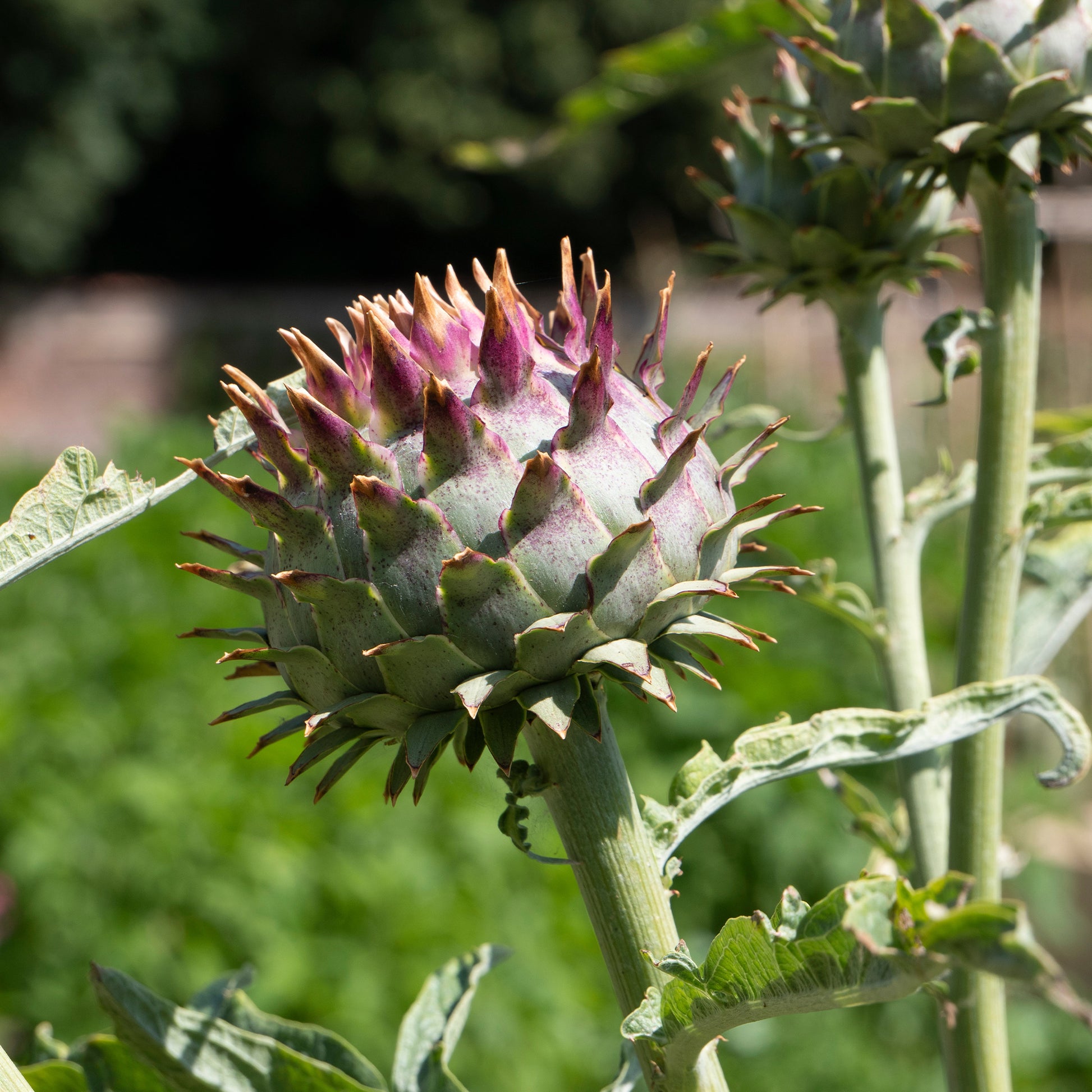 Sierartisjok - Cynara cardunculus - Bakker