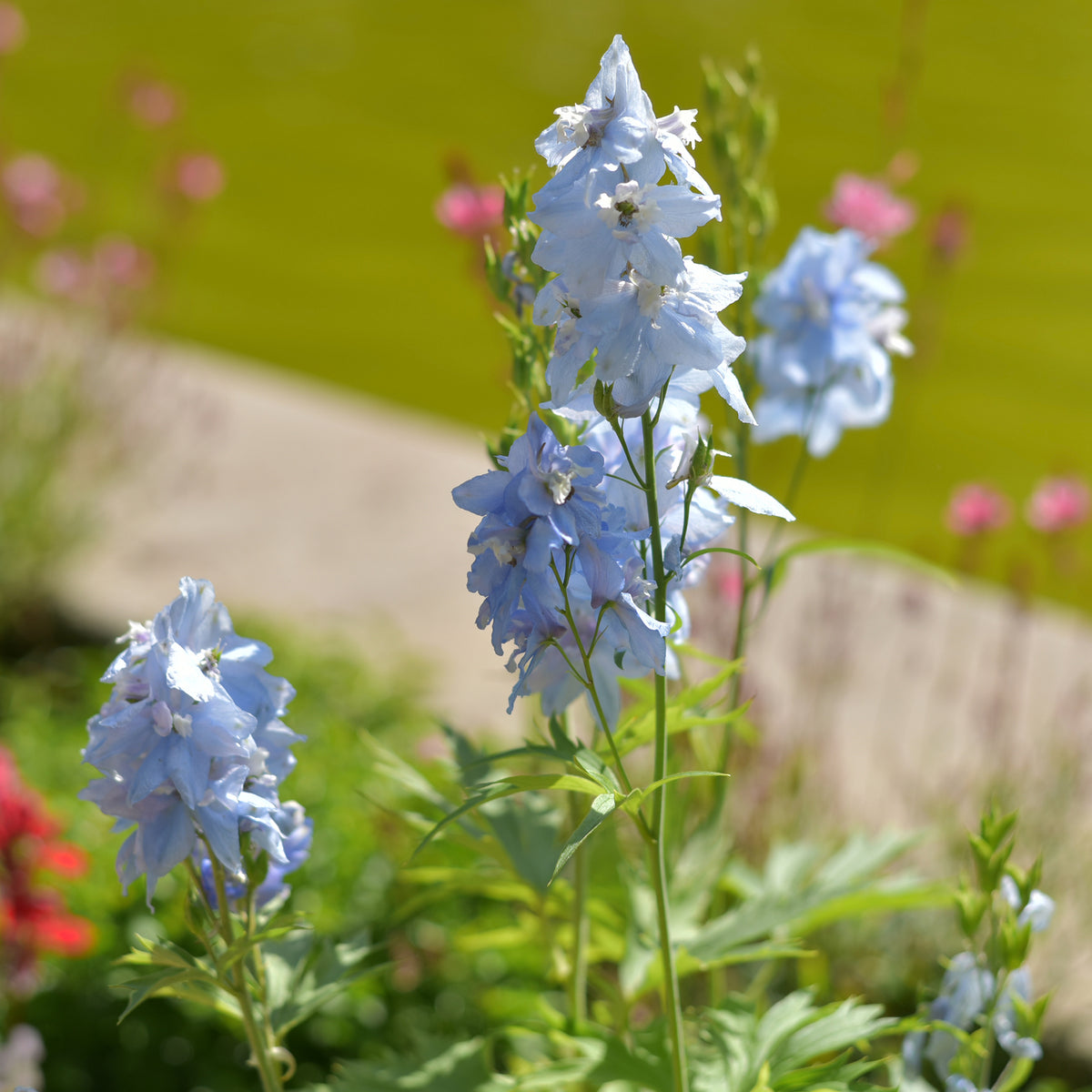 Ridderspoor Cliveden Beauty - Delphinium ( belladonna group ) cliveden beauty - Bakker