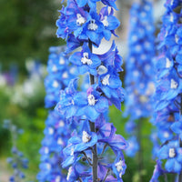 Ridderspoor Blue Bird (x3) - Delphinium Pacific Blue Bird - Bakker