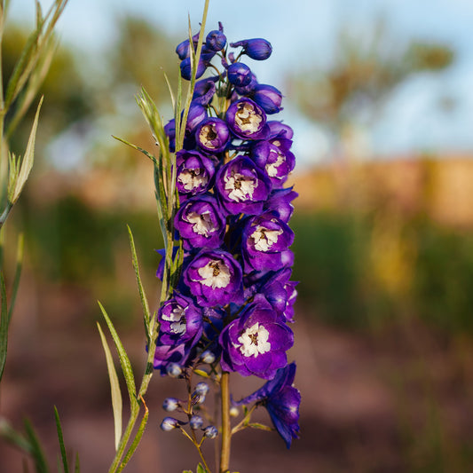 Ridderspoor King Arthur - Bakker
