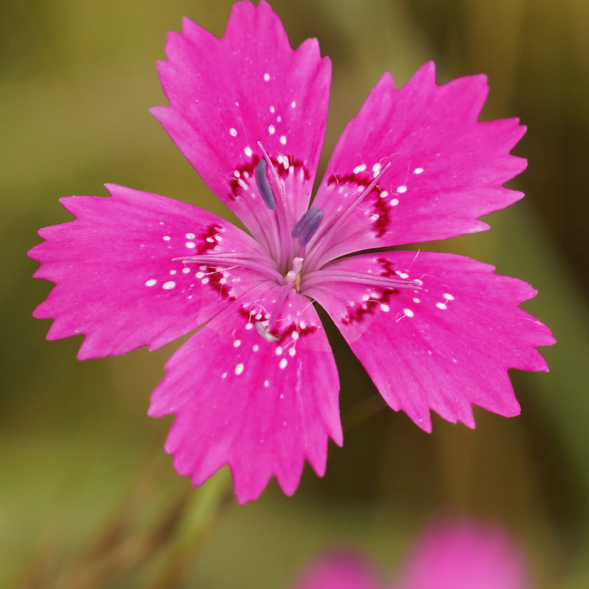 Steenanjer 'Rosea' - Bakker