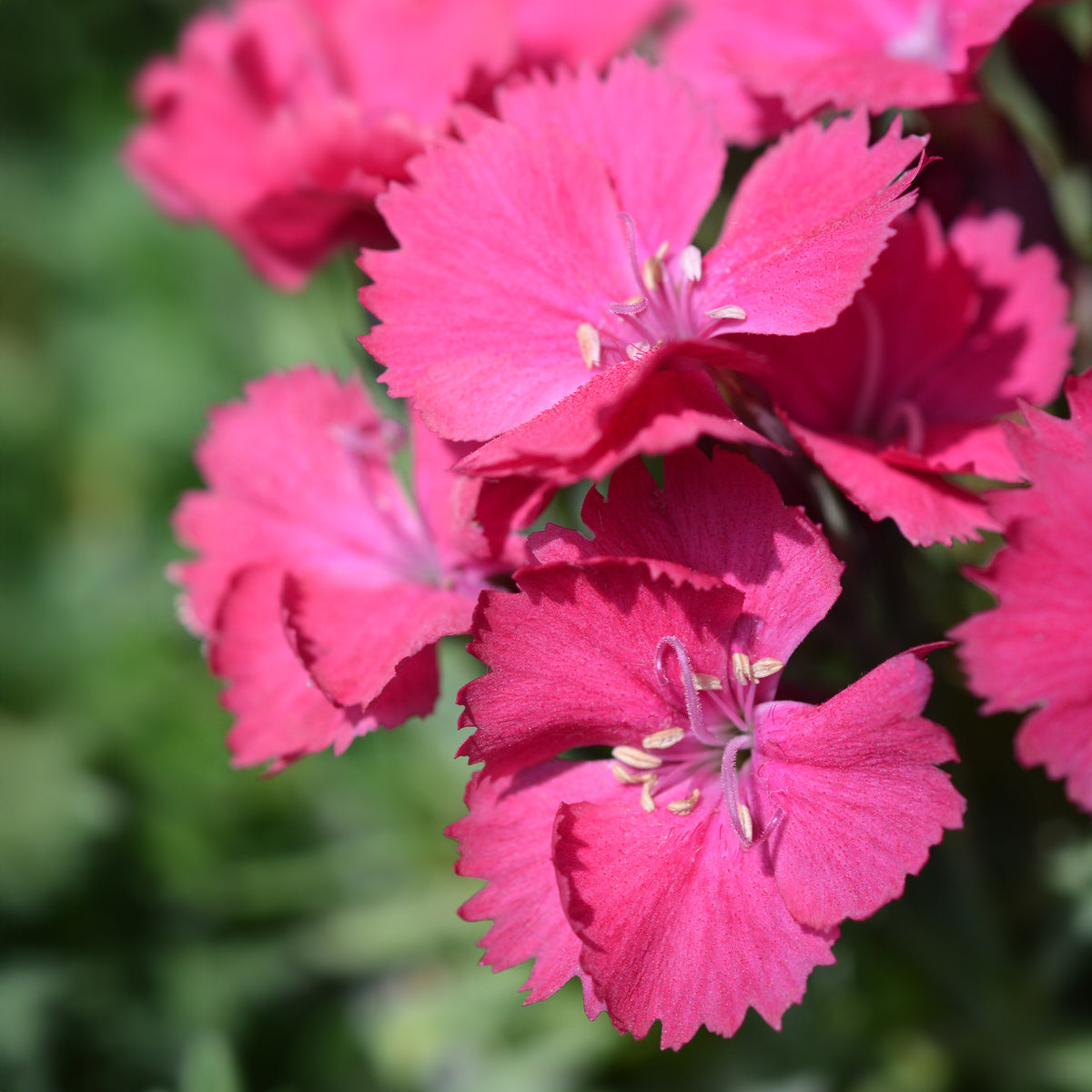 Rotsanjer 'Badenia' - Dianthus gratianopolitanus Badenia - Bakker