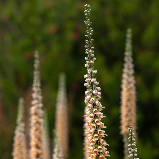 Vingerhoedskruid Gigantea