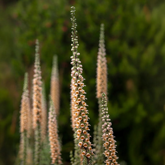 Vingerhoedskruid Gigantea - Bakker