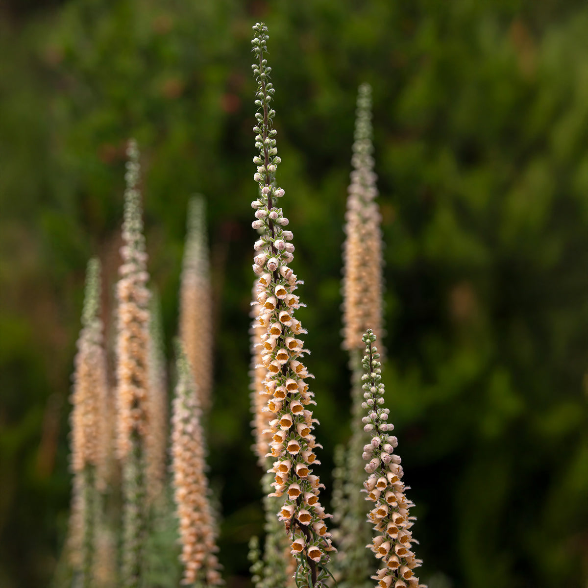 Vingerhoedskruid Gigantea - Bakker