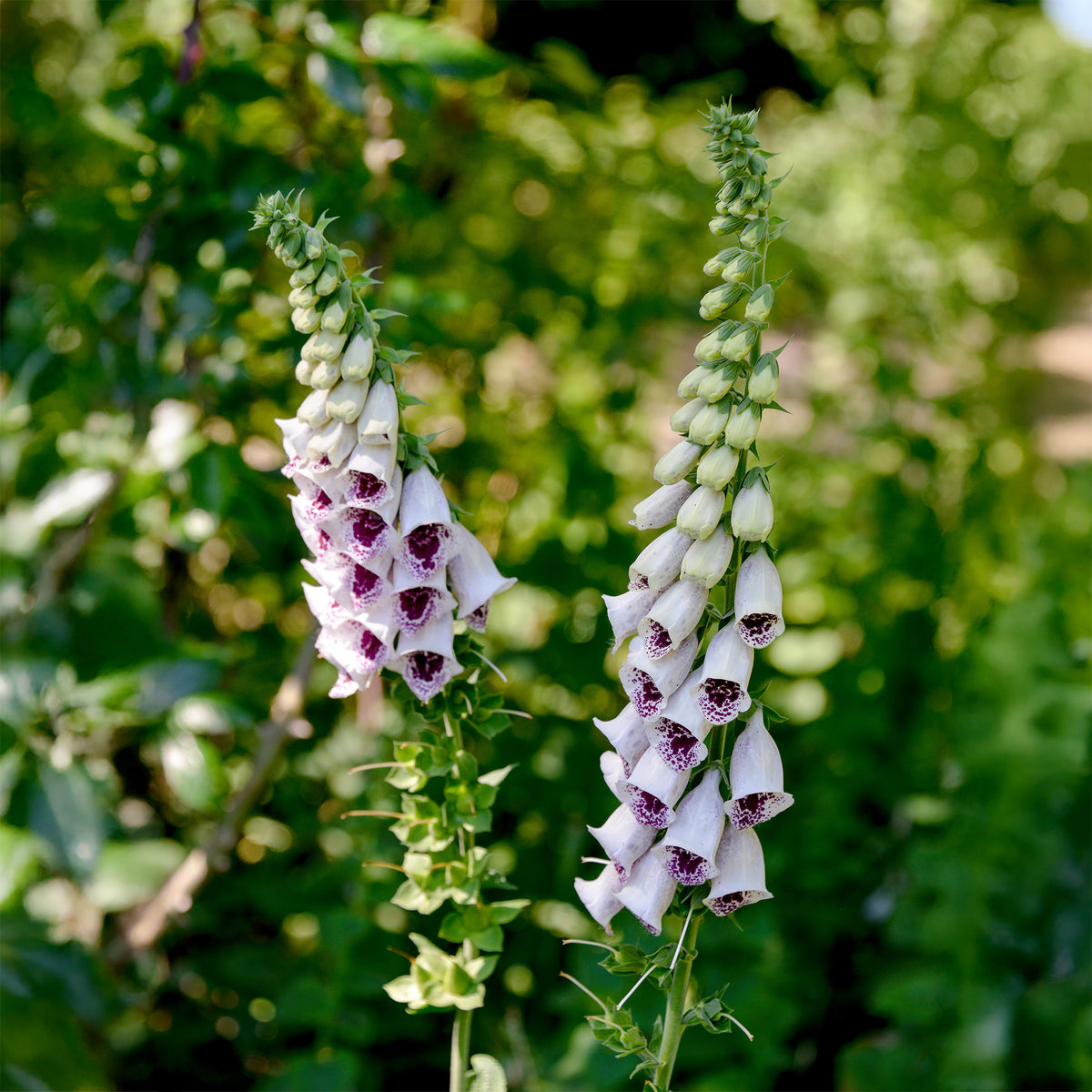 Vingerhoedskruids Gant de Notre dame Pams Choice - Digitalis purpurea pams choice - Bakker