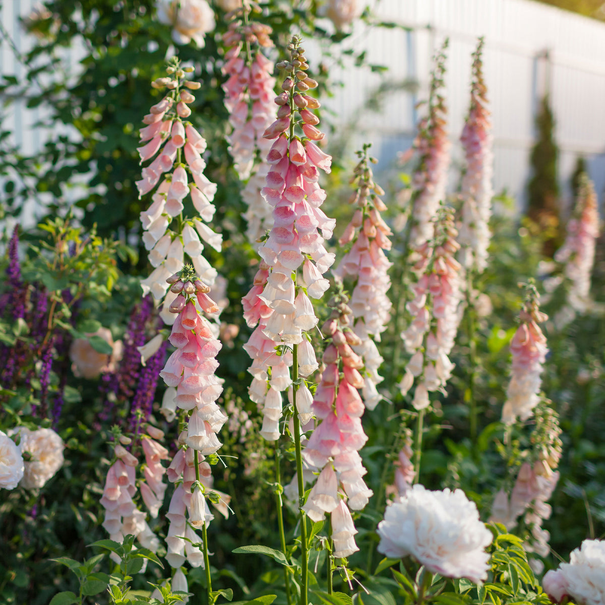 vingerhoedskruid Suttons Apricot - Digitalis purpurea Sutton's Apricot - Bakker